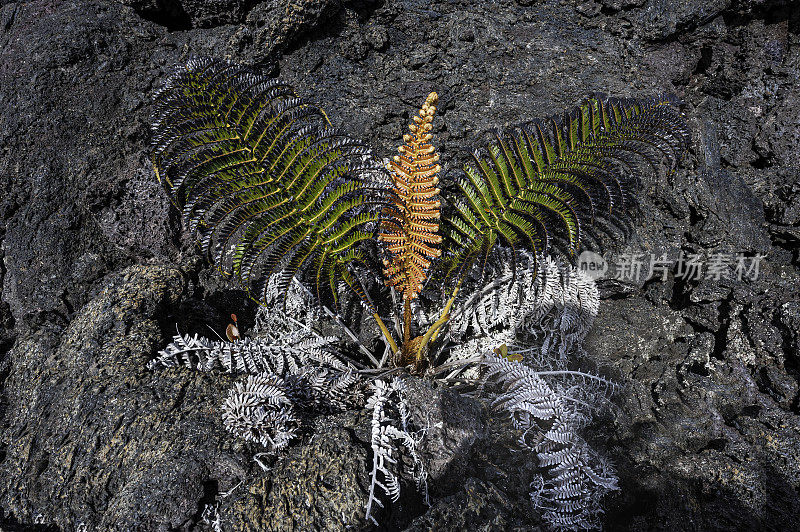 羊齿蕨(Sadleria cyatheoides)是一种蕨类植物，俗称毛蕨(ʻAmaʻu)。它是夏威夷特有的，居住在所有主要岛屿的熔岩流、开阔地区和潮湿的森林中。夏威夷火山国家公园，夏威夷，大